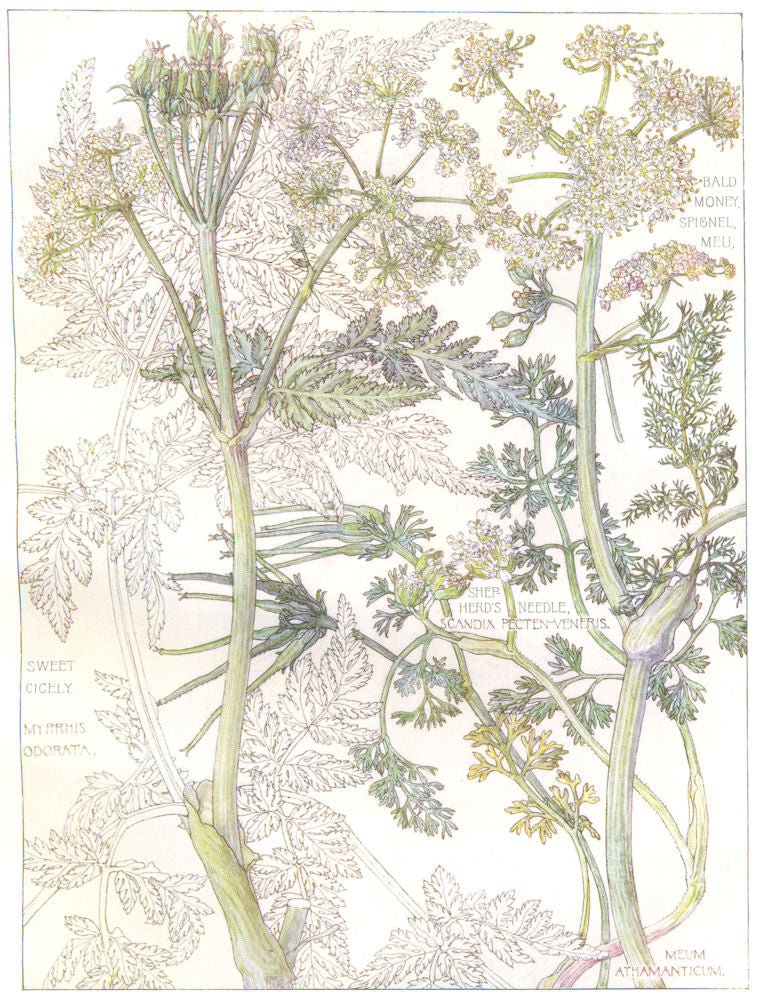 PARSLEY.Umbelliferae.Bald Money Spignel Meu;Shep Herd's Needle;Sweet Cicely 1907